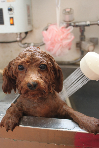 千葉県鎌ケ谷市トイプードルのオゾンシャワー画像