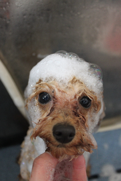 千葉県鎌ケ谷市のトイプードルのシャンプー画像