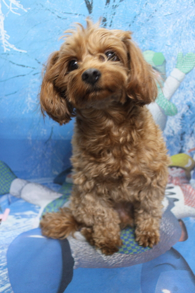 千葉県鎌ケ谷市のミックス犬のトリミング前画像