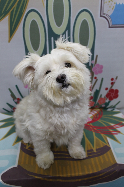 千葉県鎌ヶ谷市のミックス犬のトリミング前画像
