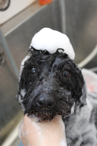 千葉県鎌ヶ谷市のトイプードルのシャンプー画像