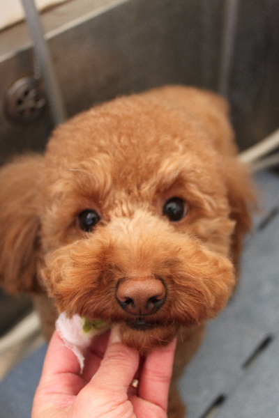 千葉県船橋市のトイプードルの歯磨き画像