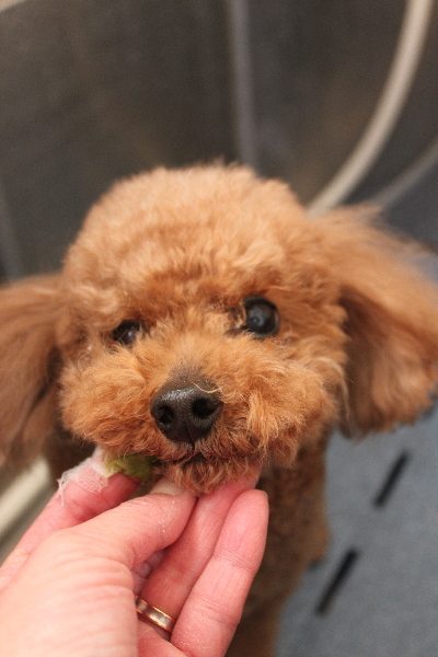 千葉県船橋市のトイプードルの歯磨き画像