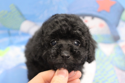 トイプードルブリーダーの子犬、トリミング画像