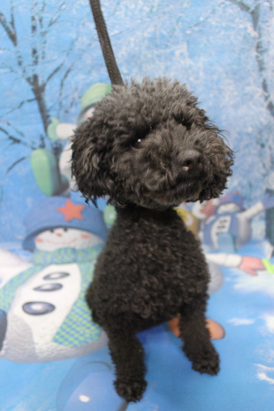 トイプードルブリーダーの成犬、トリミング前画像