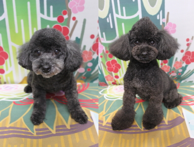 トイプードルブリーダーの成犬、トリミング画像