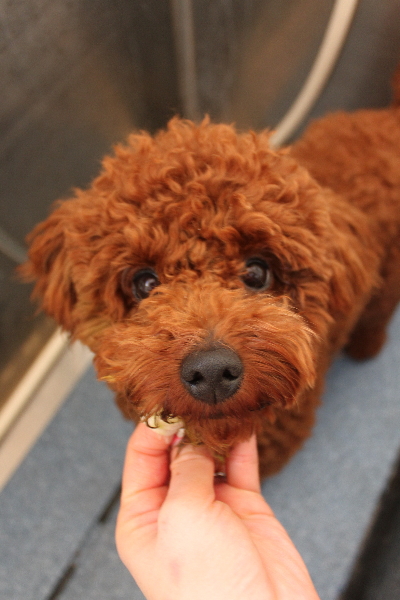 千葉県鎌ヶ谷市のトイプードルの歯磨き画像