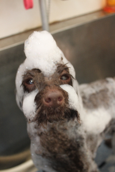 千葉県市川市のトイプードルのシャンプー画像