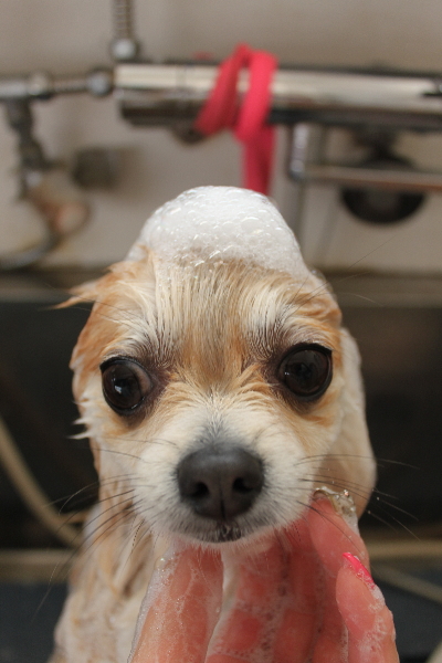 千葉県船橋市のミックス犬のシャンプー画像