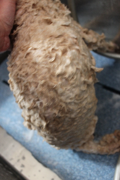 千葉県船橋市のトイプードルのシャンプー画像