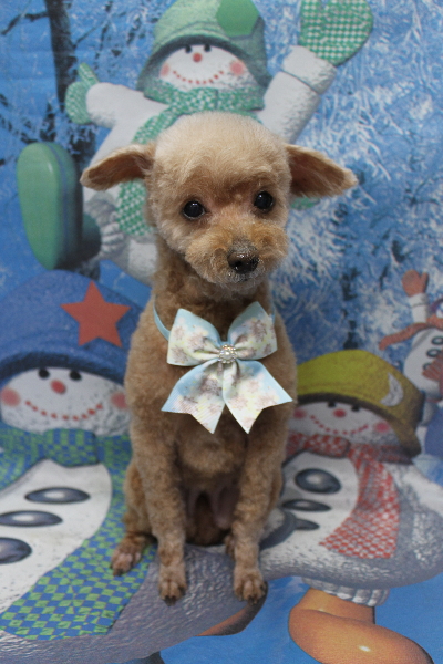 千葉県船橋市のトイプードルのトリミング画像