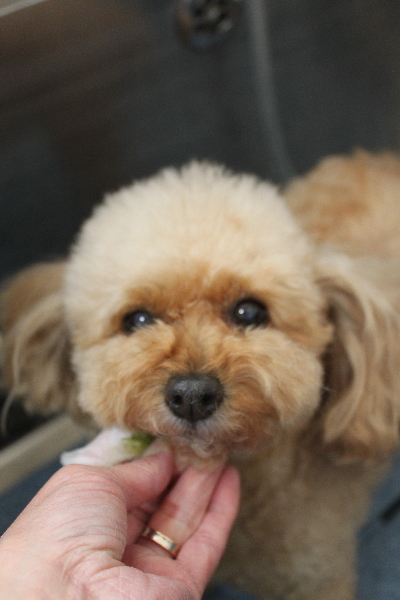 千葉県船橋市のトイプードルの歯磨き画像