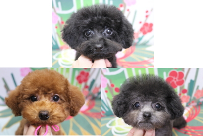 トイプードルブリーダーの子犬、トリミング画像