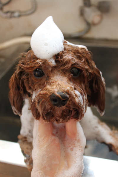 千葉県鎌ケ谷市トイプードルのシャンプー画像