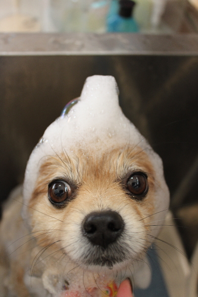 千葉県船橋市のポメラニアンのシャンプー画像