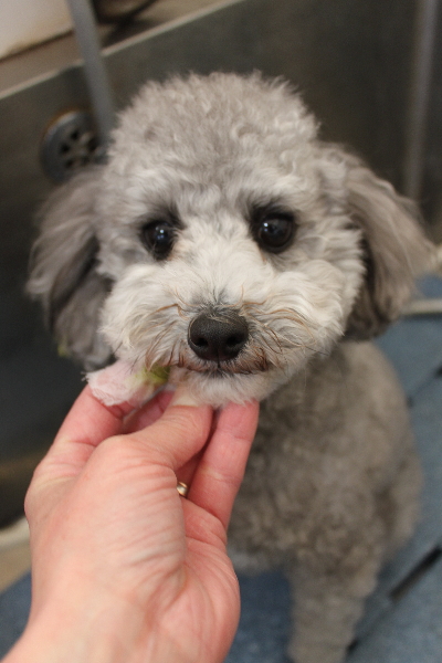 千葉県船橋市のトイプードルの歯磨き画像