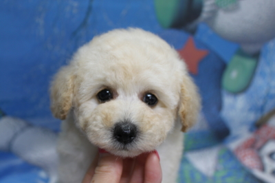 トイプードルブリーダーの子犬、トリミング画像