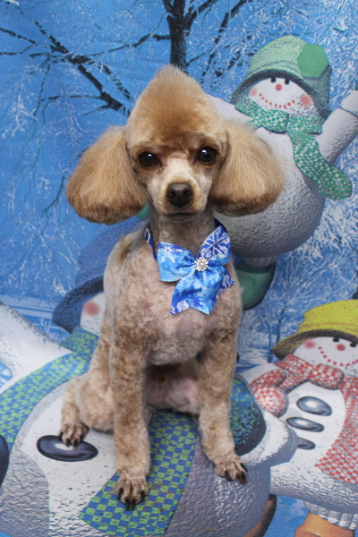 千葉県船橋市のトイプードルのトリミング画像