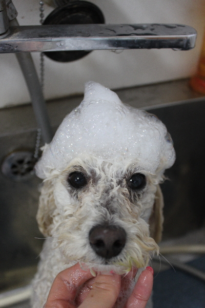 千葉県鎌ヶ谷市のトイプードルのシャンプー画像
