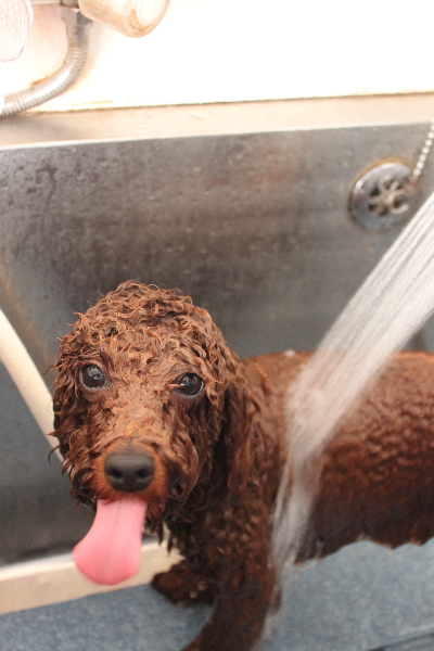 千葉県鎌ヶ谷市のトイプードルのオゾンシャワー画像