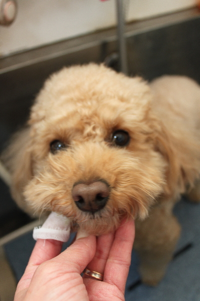 千葉県佐倉市のトイプードルの歯磨き画像