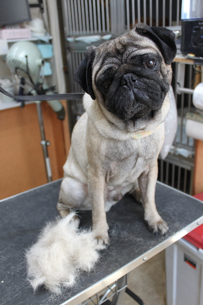 千葉県鎌ケ谷市のパグのトリミング前画像