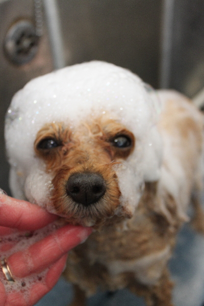 千葉県船橋市のトイプードルのシャンプー画像