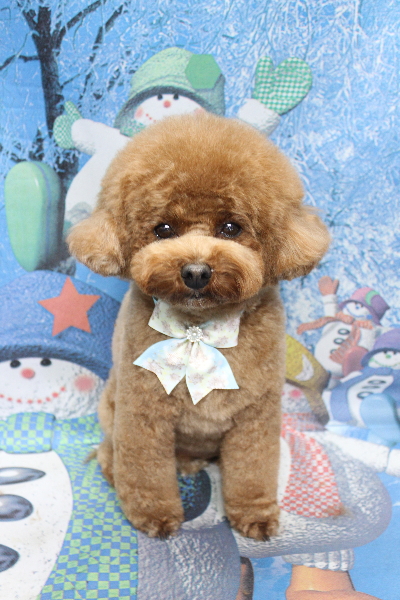 千葉県鎌ケ谷市トイプードルのトリミング画像