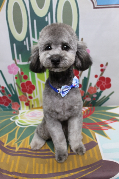 千葉県船橋市のトイプードルのトリミング画像