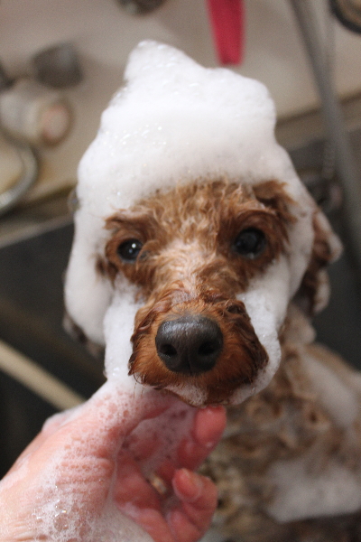 千葉県鎌ヶ谷市のトイプードルのシャンプー画像