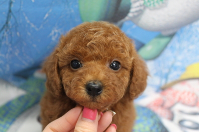 トイプードルブリーダーの子犬、トリミング画像