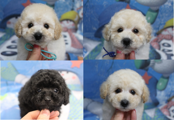 トイプードルブリーダーの子犬、トリミング画像