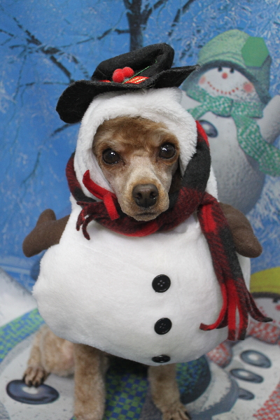 千葉県船橋市のトイプードルのトリミング画像