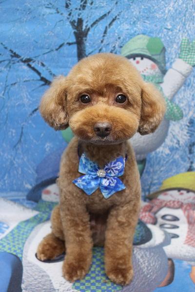 千葉県船橋市のトイプードルのトリミング画像