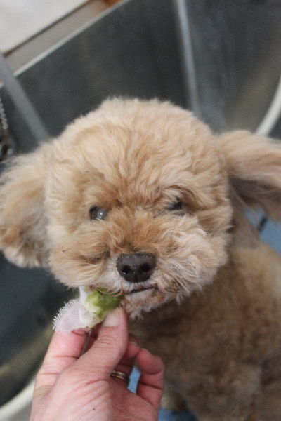 千葉県鎌ヶ谷市のトイプードルの歯磨き画像