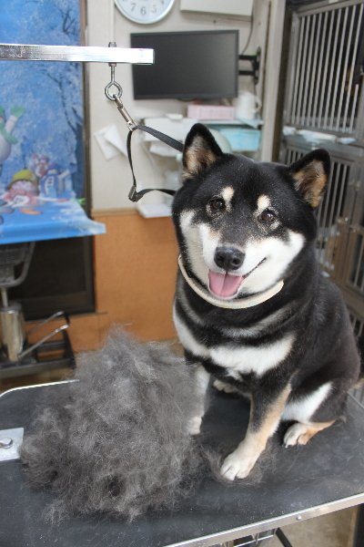 千葉県船橋市の柴犬のトリミング前画像