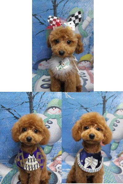 千葉県船橋市のトイプードルのトリミング画像