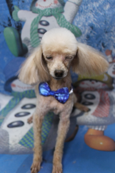 千葉県船橋市のトイプードルのトリミング画像