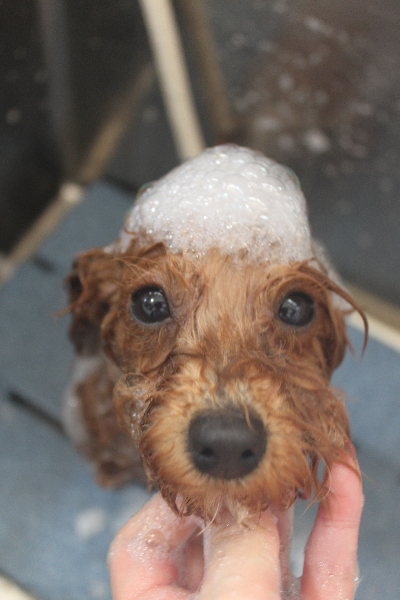 千葉県千葉市のトイプードルのシャンプー画像