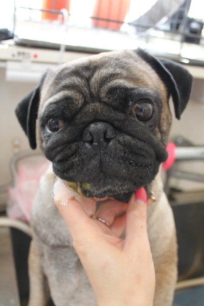 千葉県鎌ケ谷市のパグの歯磨き画像