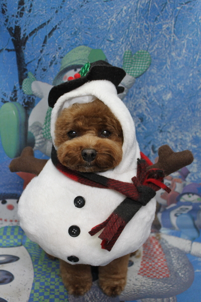 千葉県鎌ケ谷市トイプードルのトリミング画像