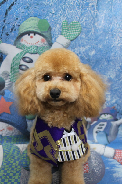 千葉県鎌ケ谷市のトイプードルのトリミング画像