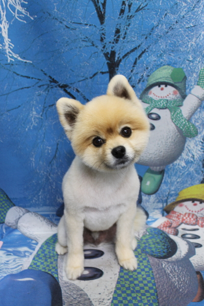 千葉県船橋市のポメラニアンのトリミング画像