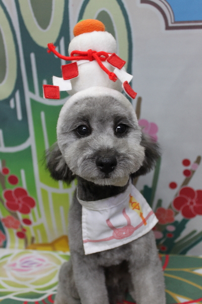 千葉県船橋市のトイプードルのトリミング画像