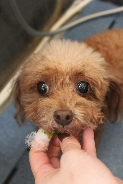 千葉県船橋市のトイプードルの歯磨き画像