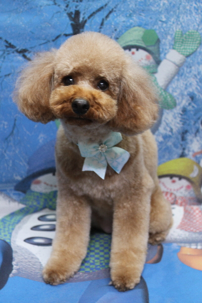 千葉県鎌ヶ谷市のトイプードルのトリミング画像