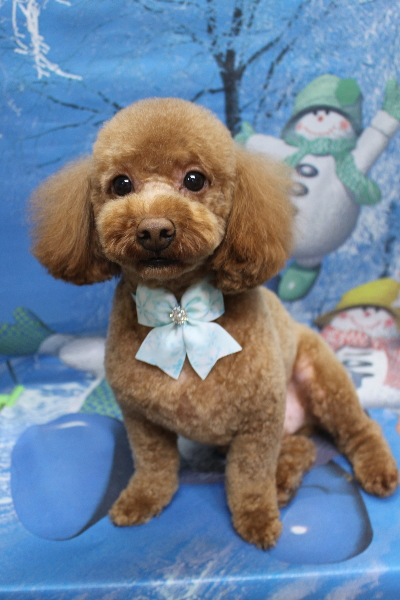 千葉県船橋市のトイプードルのトリミング画像