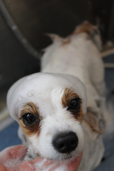 千葉県鎌ヶ谷市のパピヨンのシャンプー画像