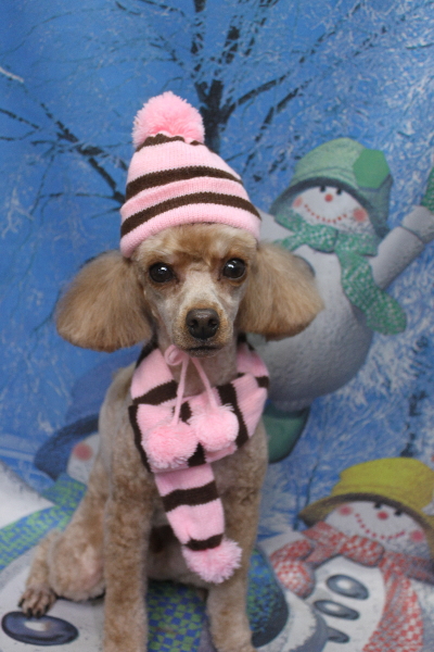 千葉県船橋市のトイプードルのトリミング画像