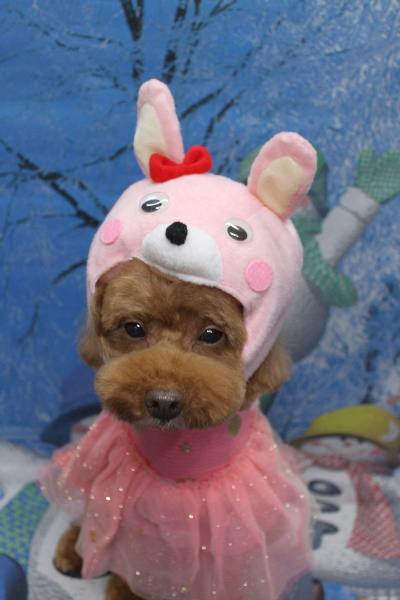 千葉県船橋市のトイプードルのトリミング画像